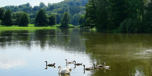 Tschechien: Rybaviсy Teich