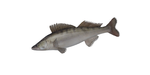 Zander