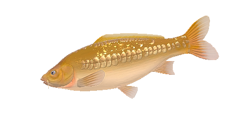 Albinokarpfen