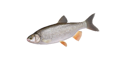 Döbel