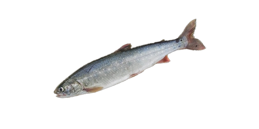 Seesaibling