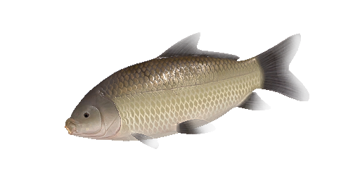 Großmäuliger Büffelfisch