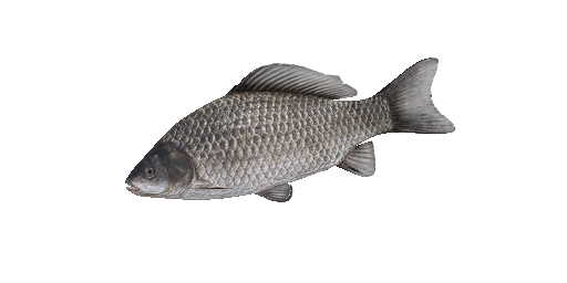 Giebel