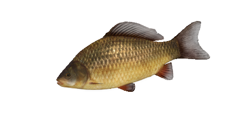 Karausche