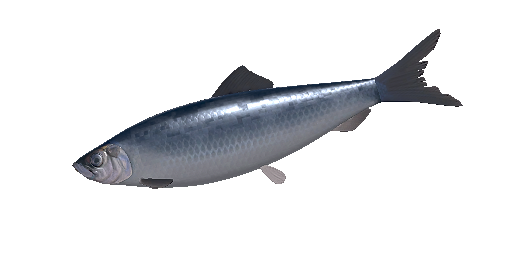 Atlantischer Hering