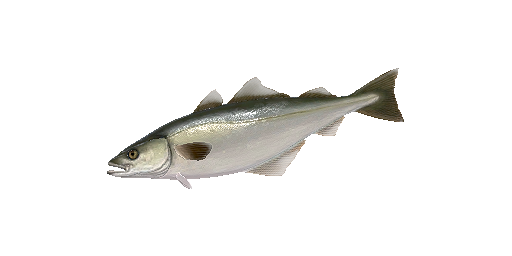Köhler