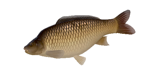 Schuppenkarpfen