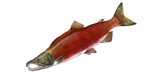 Sockeye Lachs