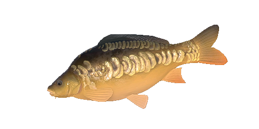 Spiegelkarpfen