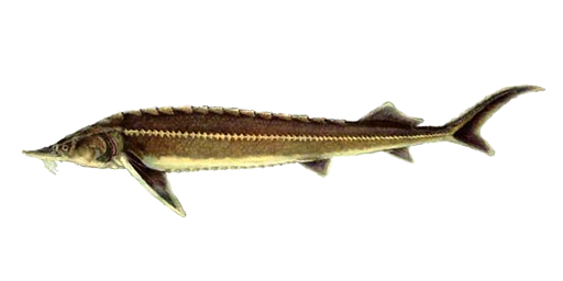 Sibirischer Stör