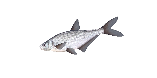 Zobel