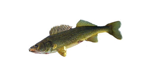 Glasaugenbarsch