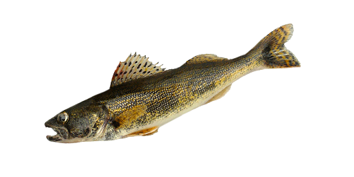Kanadischer Zander