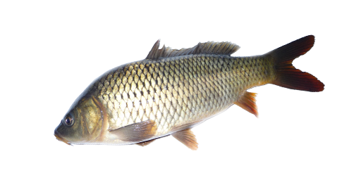 Hybridkarpfen F1