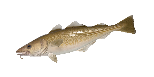 Kabeljau
