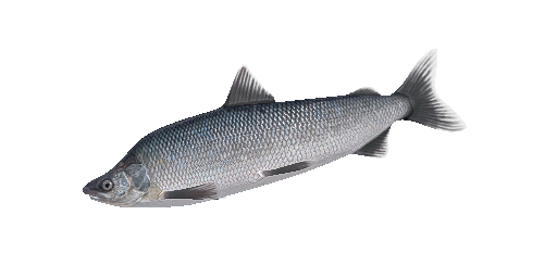 Muksun