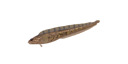 Aalmutter