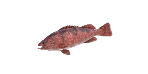 Pazifische Ozeanbarsch