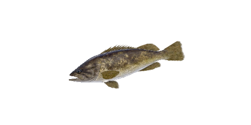 Stachelkopf