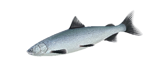 Arktische Maräne