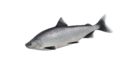 Peledmaräne