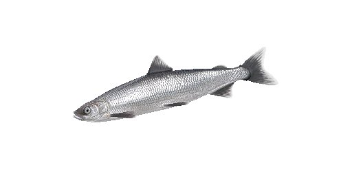 Ripus Maräne