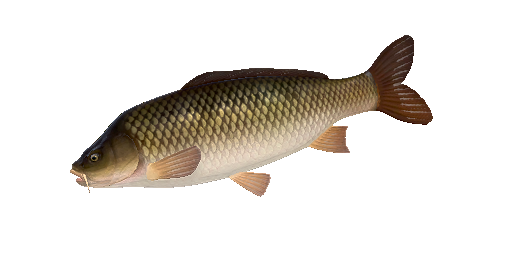 Wildkarpfen