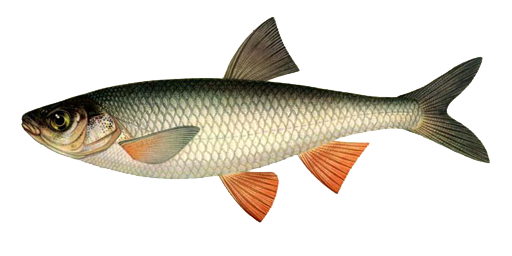 Rotauge