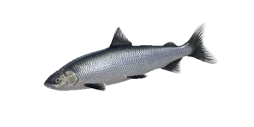 Maräne